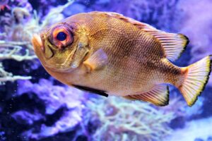 Aquarium Chronicles