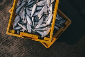 Deep Sea Wonders Fish of the Abyss