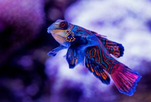 Endangered Fish A Global Crisis