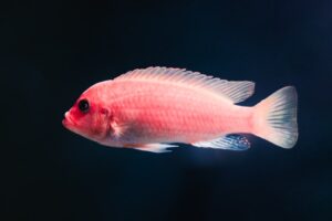 Fish Evolution From Water to Land