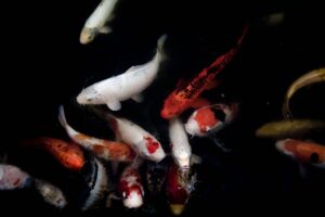 Fishing Myths and Superstitions