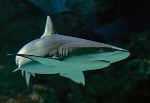 Fishy Business Myths and Facts of the Aquatic World