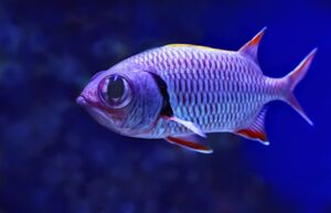 From Stream to Sea A Fish’s Journey