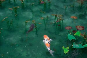 From Streams to Seas The Fish Migration Chronicles