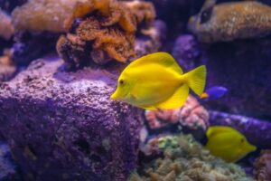 Life in the Coral Reef Fish & Creatures
