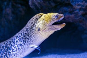 Sharks The Ocean’s Apex Predators