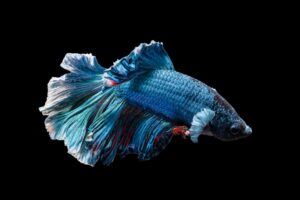 The Art of Being a Fish