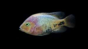 The Hidden World of Fish Communication