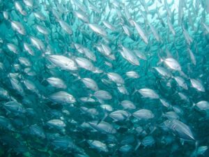 The Science of Fish Behavior